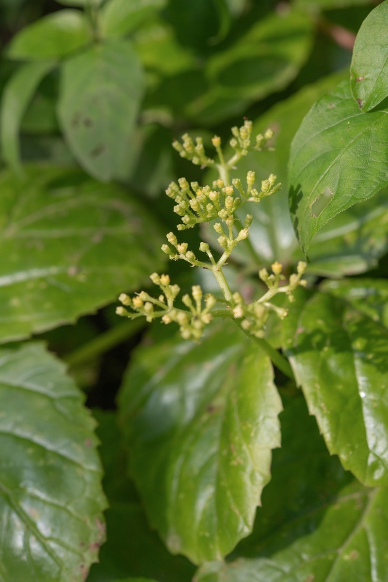 Cyphostemma dhufarense photo 5