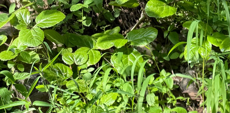 Cyphostemma dhufarense photo 6