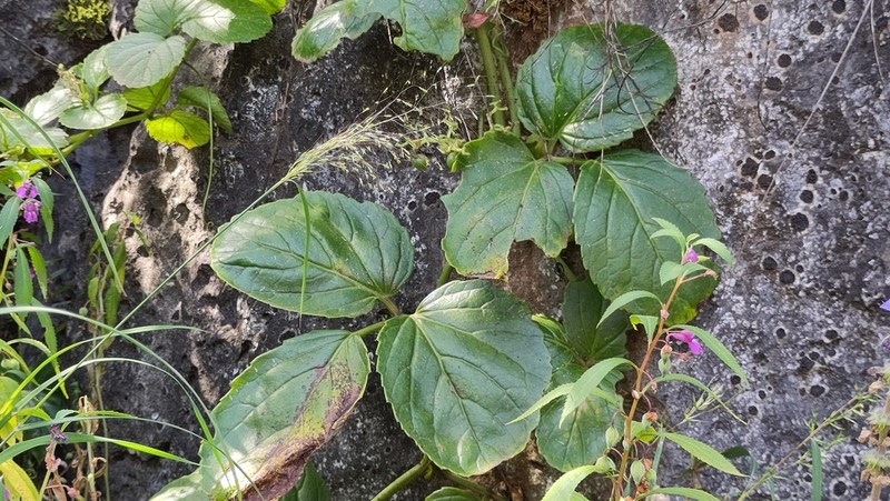 Cyphostemma dhufarense photo 7