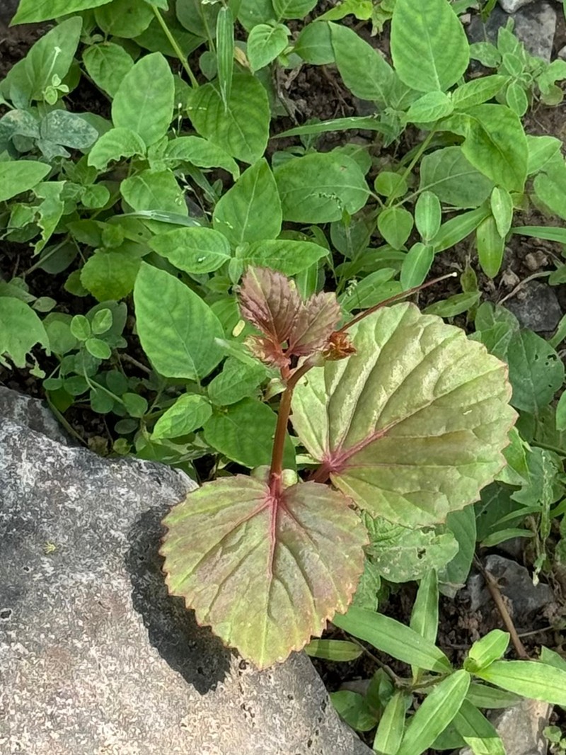 Cyphostemma dhufarense photo 8