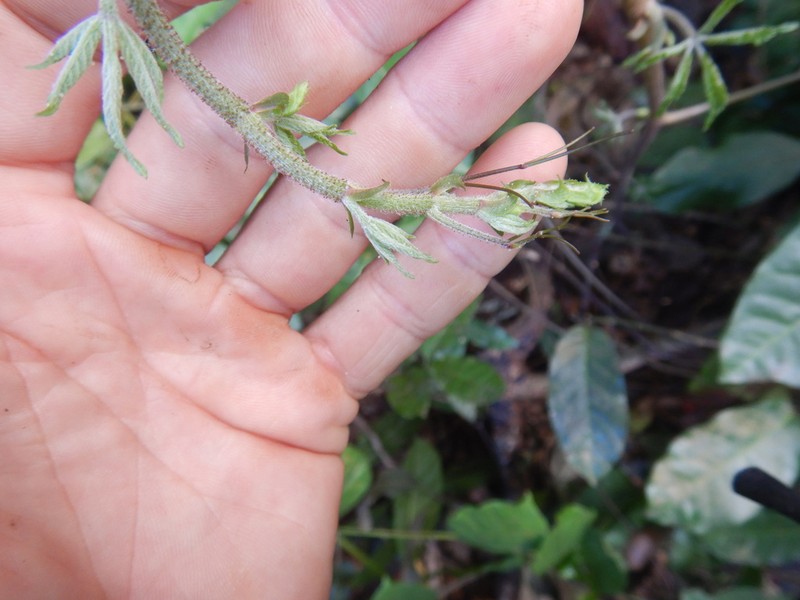 Cyphostemma glandulosopilosum