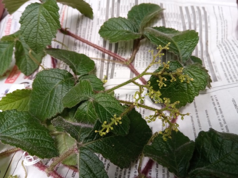 Cyphostemma glandulosopilosum photo 2