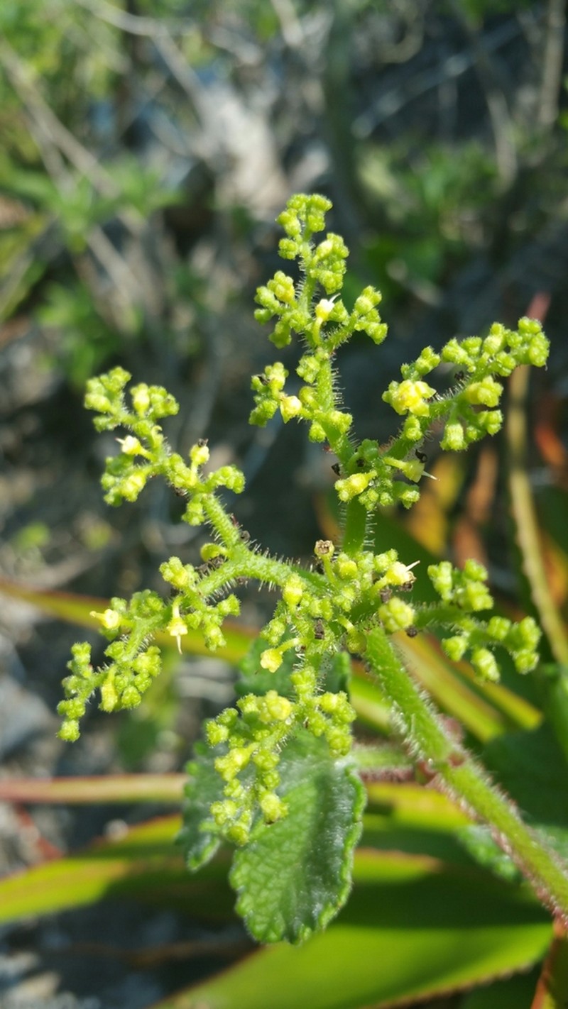 Cyphostemma glandulosopilosum photo 4