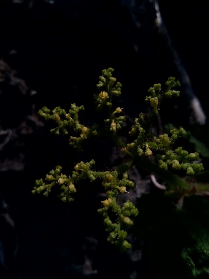 Cyphostemma glandulosopilosum photo 5