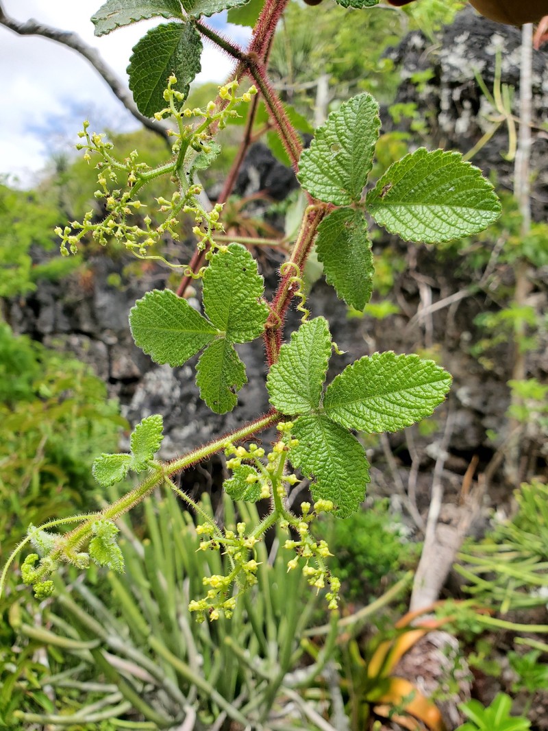 Cyphostemma glandulosopilosum photo 7