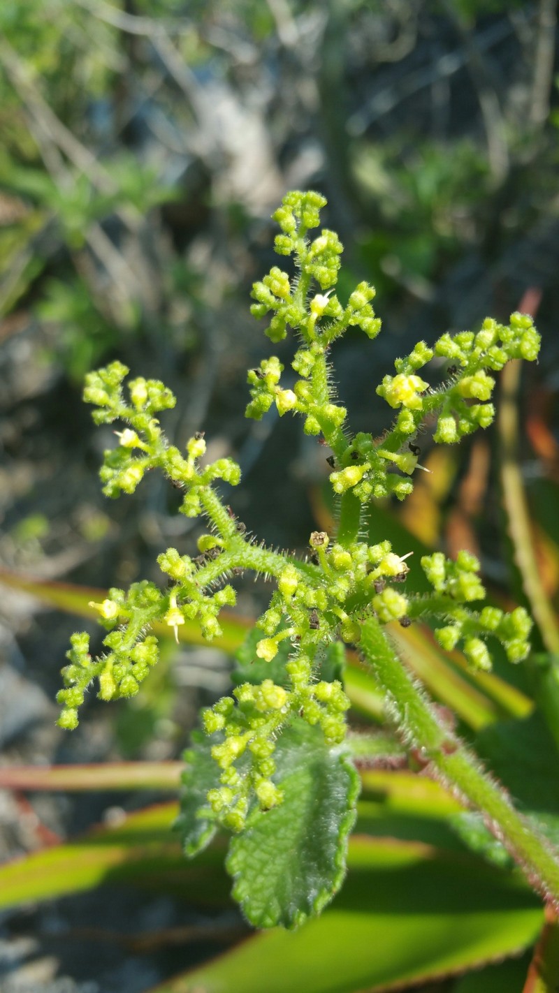 Cyphostemma glandulosopilosum photo 8