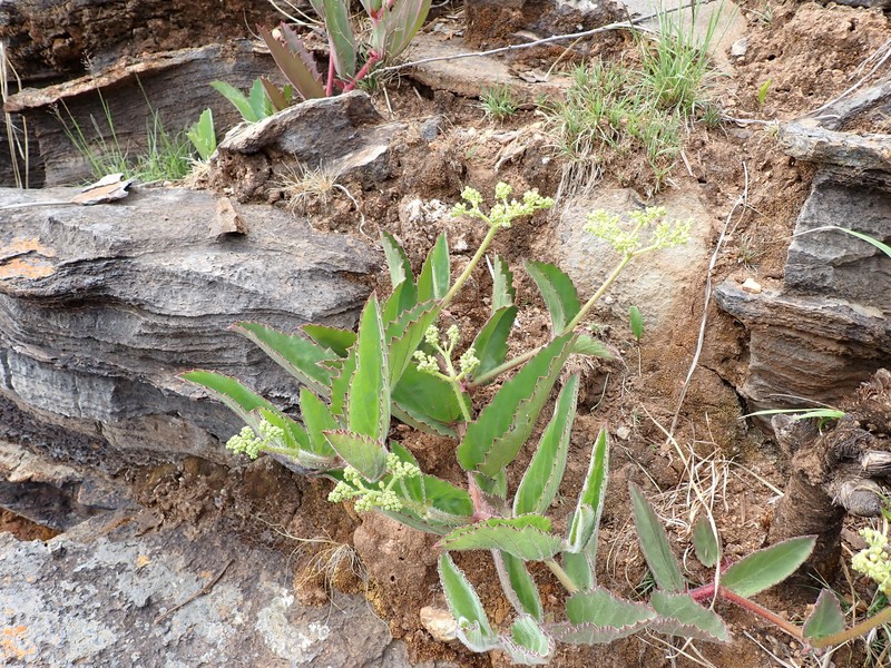 Cyphostemma humile subsp. humile
