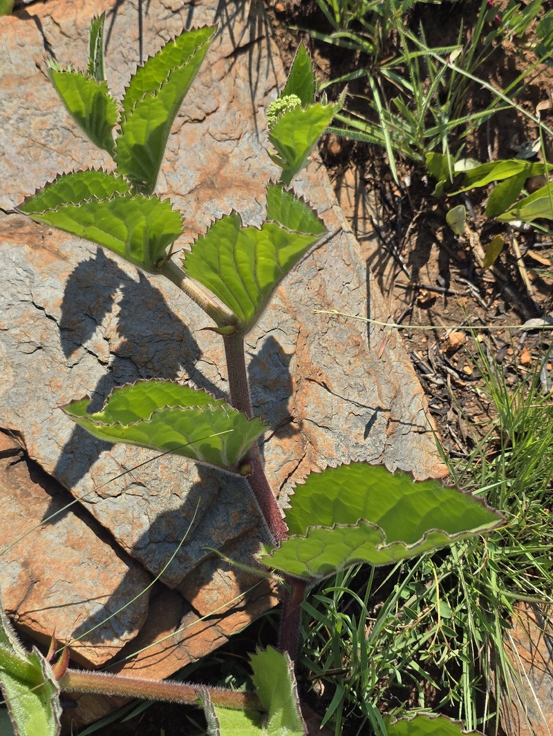 Cyphostemma humile subsp. humile photo 2