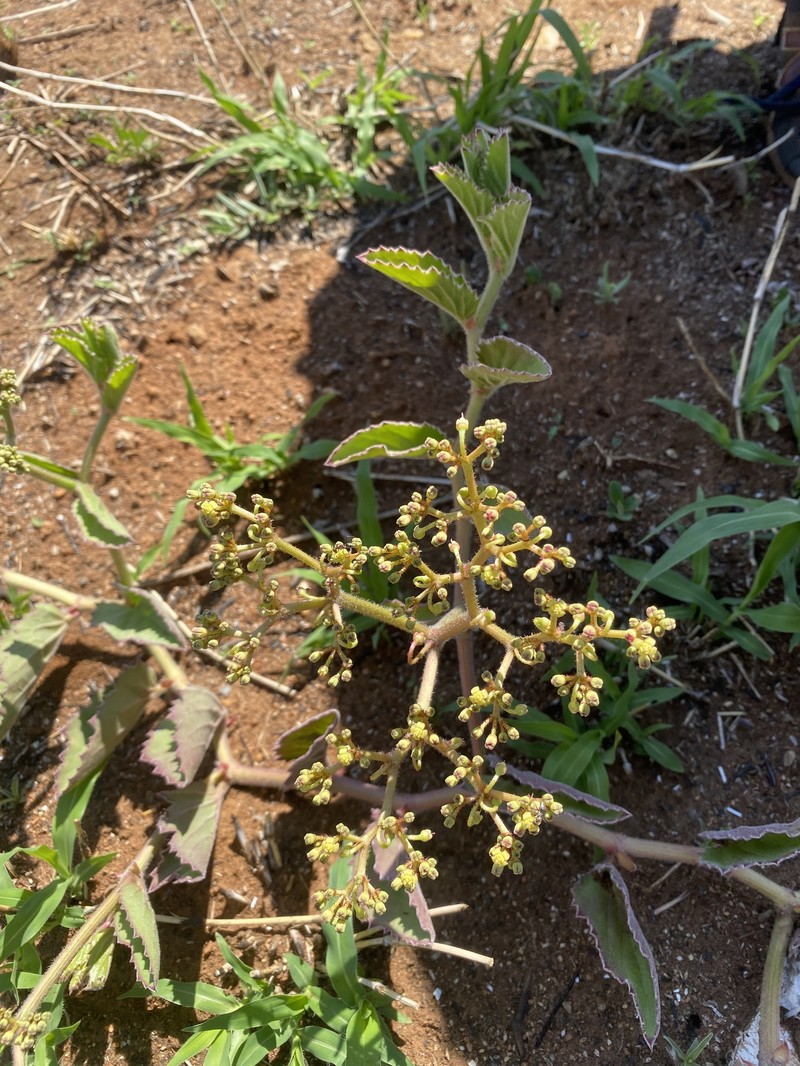 Cyphostemma humile subsp. humile photo 3