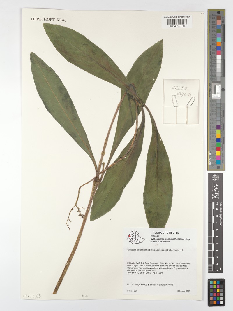 Cyphostemma junceum subsp. junceum