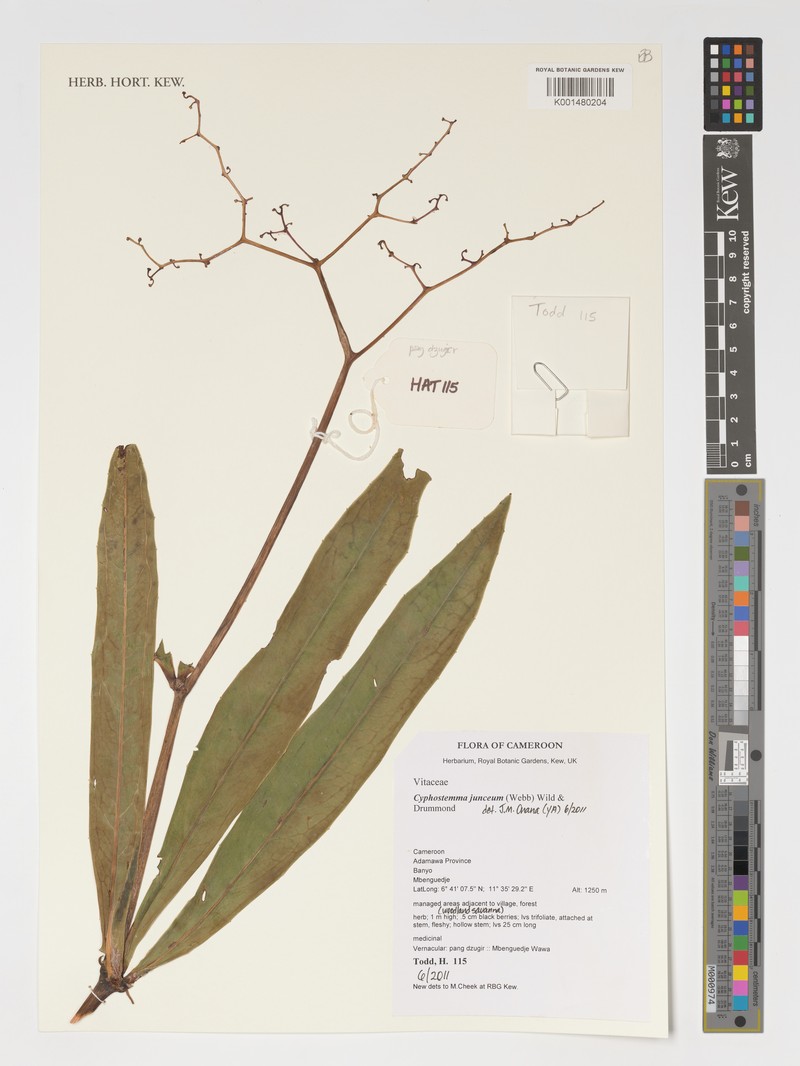 Cyphostemma junceum subsp. junceum photo 2