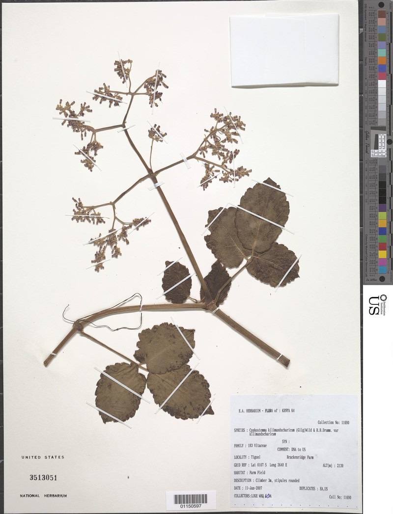 Cyphostemma kilimandscharicum var. kilimandscharicum
