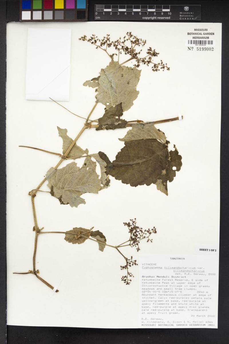 Cyphostemma kilimandscharicum var. kilimandscharicum photo 2