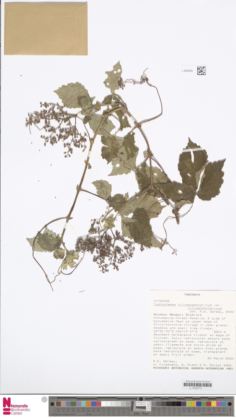 Cyphostemma kilimandscharicum var. kilimandscharicum photo 3
