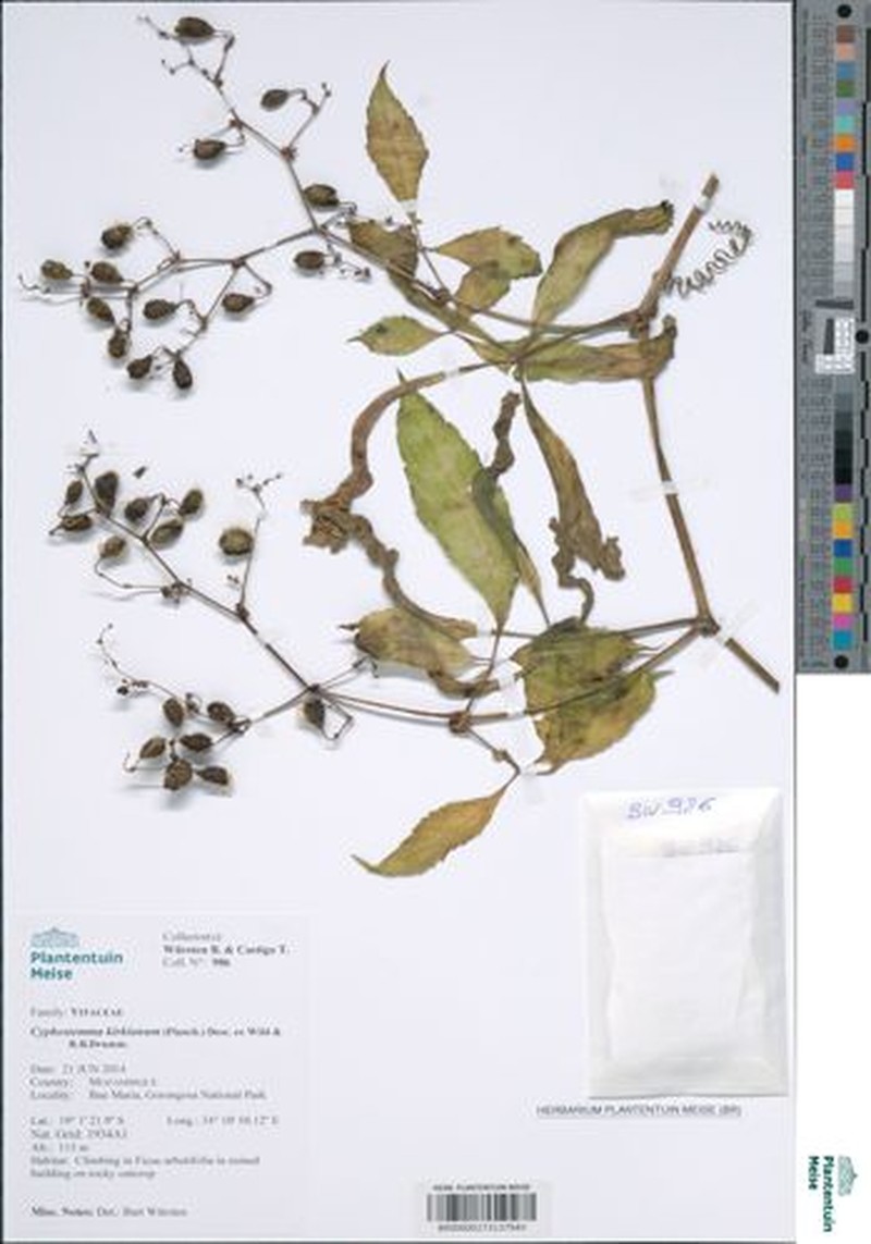 Cyphostemma kirkianum subsp. kirkianum
