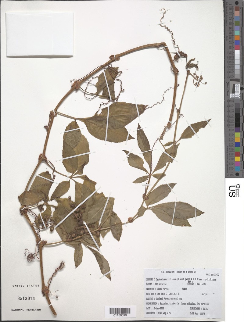 Cyphostemma kirkianum subsp. kirkianum photo 3