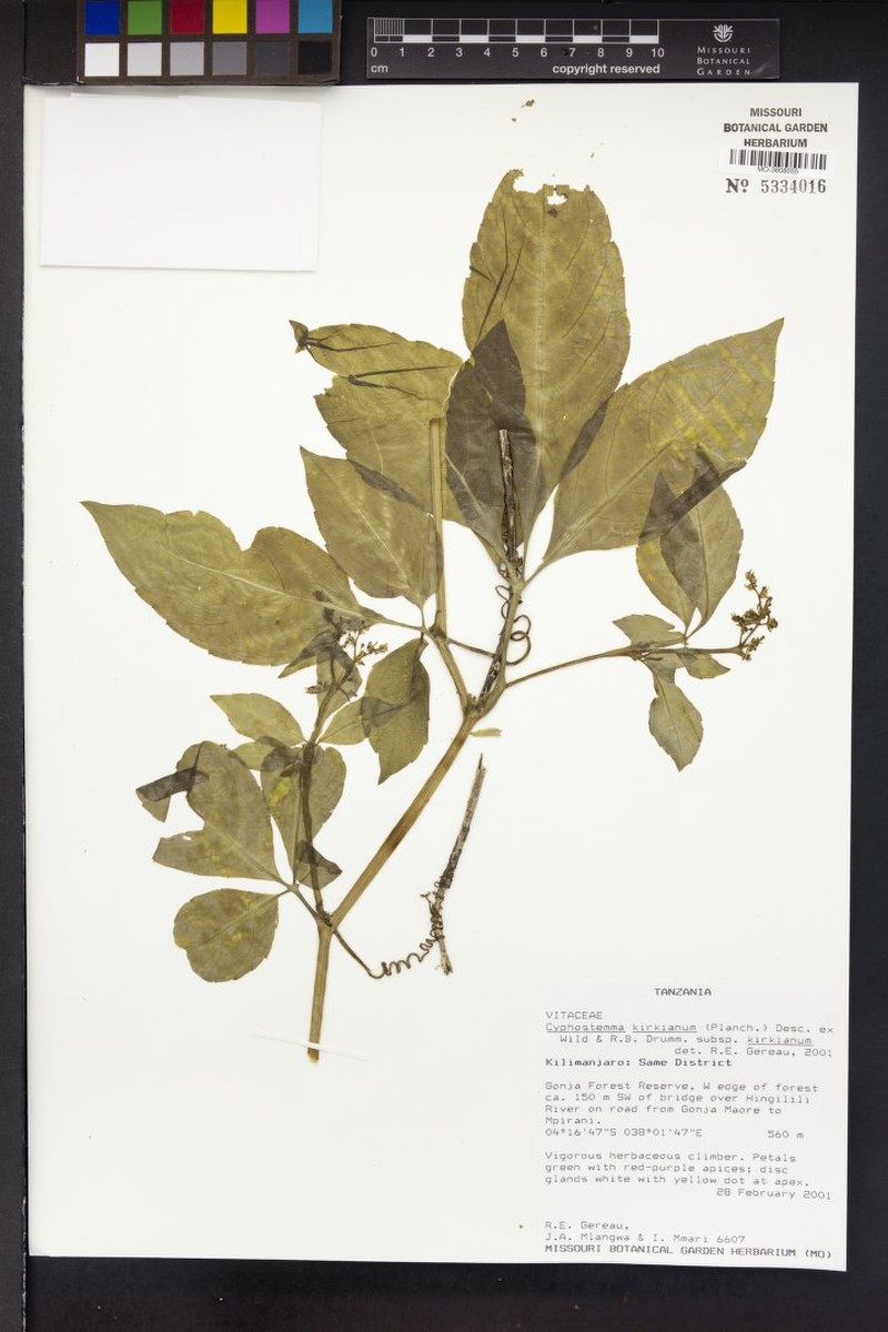 Cyphostemma kirkianum subsp. kirkianum photo 4