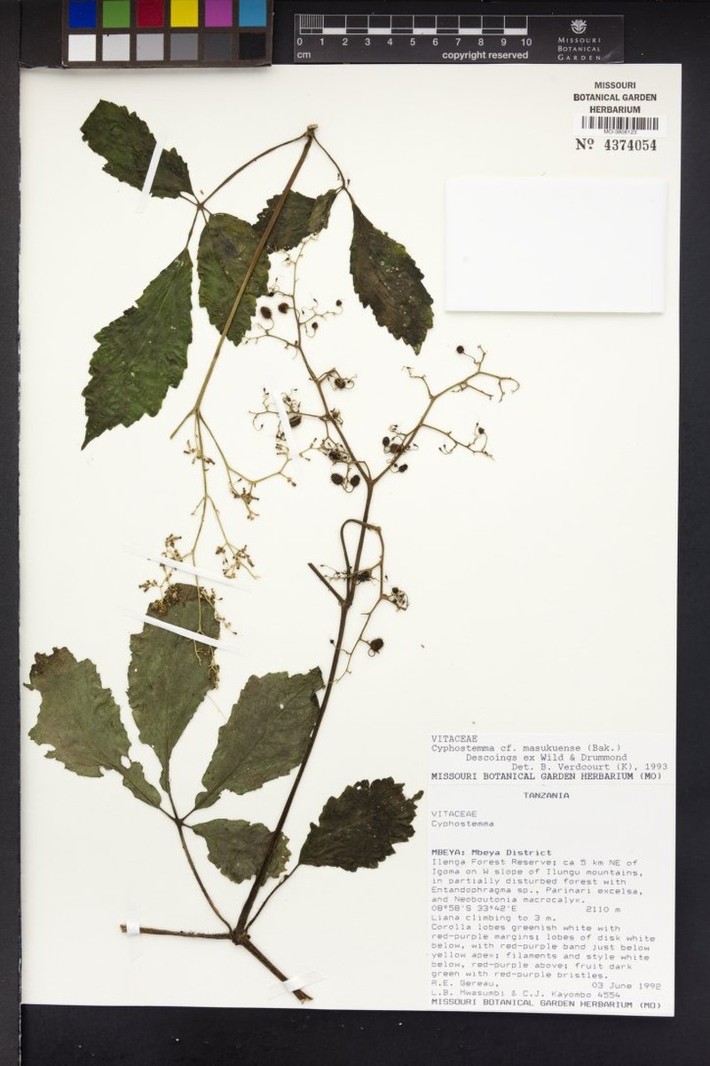 Cyphostemma masukuense subsp. masukuense