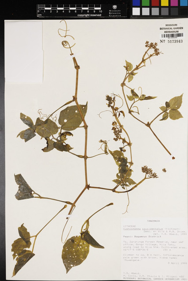 Cyphostemma paucidentatum subsp. paucidentatum