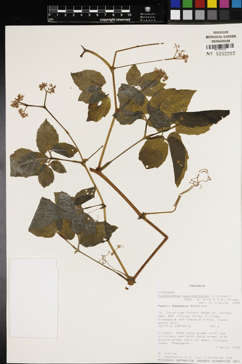 Cyphostemma paucidentatum subsp. paucidentatum photo 2