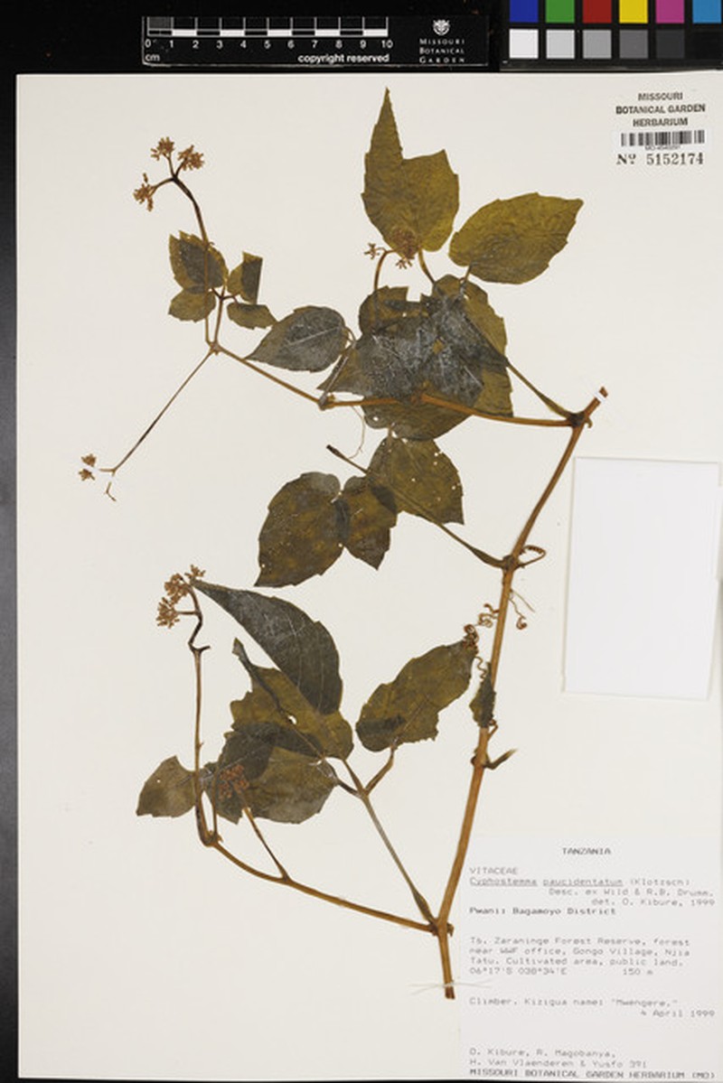 Cyphostemma paucidentatum subsp. paucidentatum photo 3