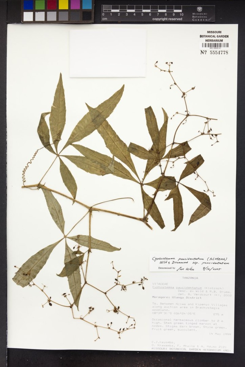 Cyphostemma paucidentatum subsp. paucidentatum photo 4
