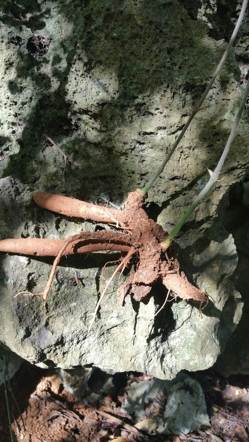 Cyphostemma sambiranense