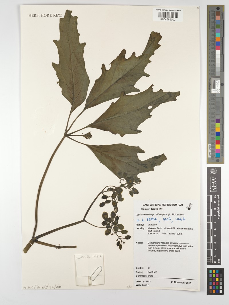 Cyphostemma serpens subsp. serpens