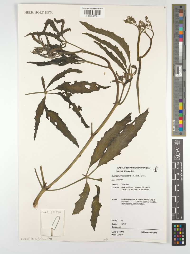 Cyphostemma serpens subsp. serpens photo 2