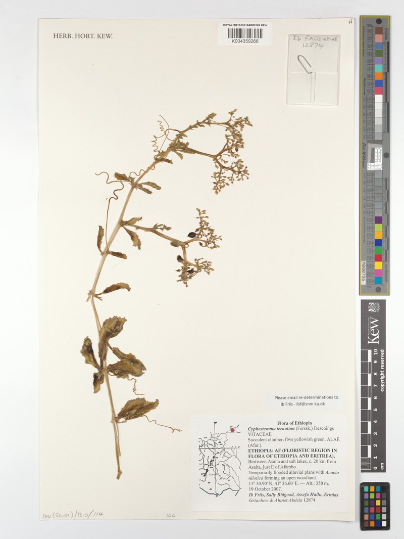 Cyphostemma serpens subsp. serpens photo 3
