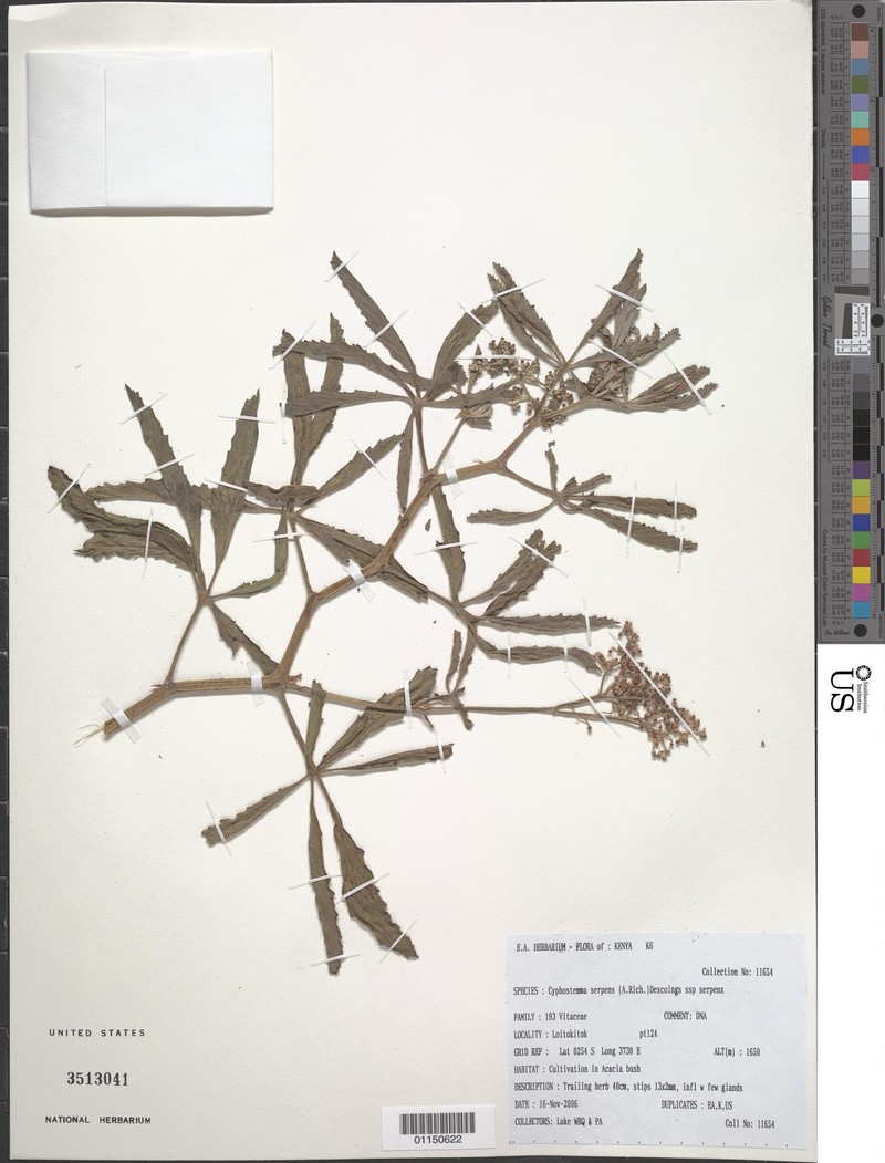 Cyphostemma serpens subsp. serpens photo 4