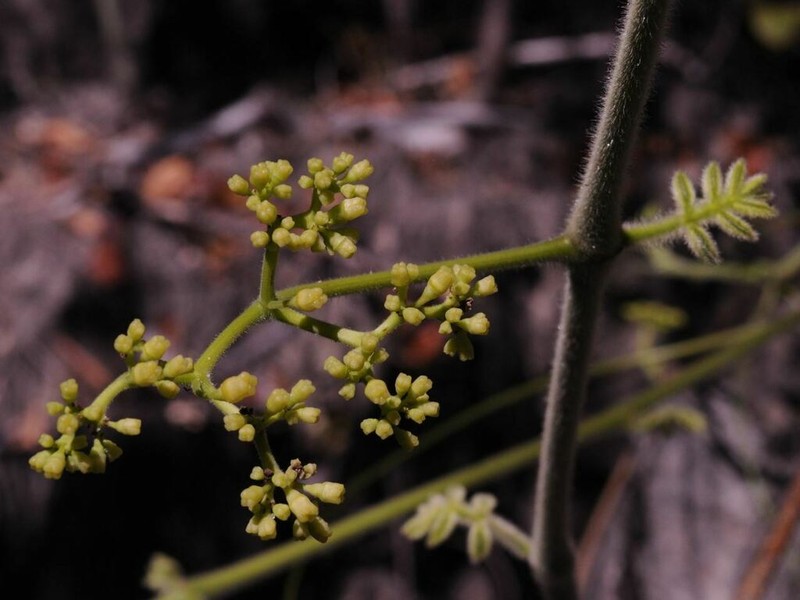 Cyphostemma villosum