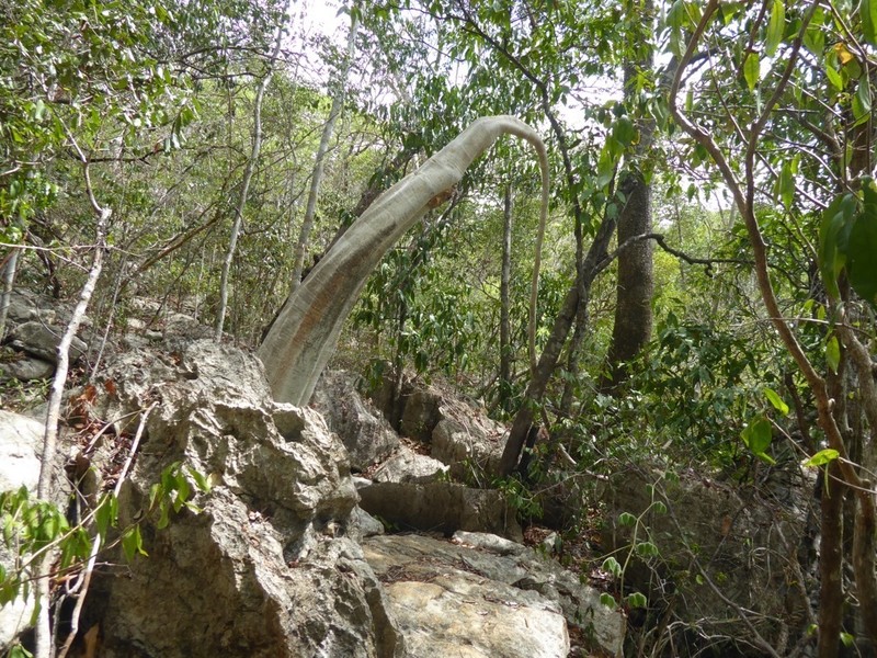 Cyphostemma villosum photo 2