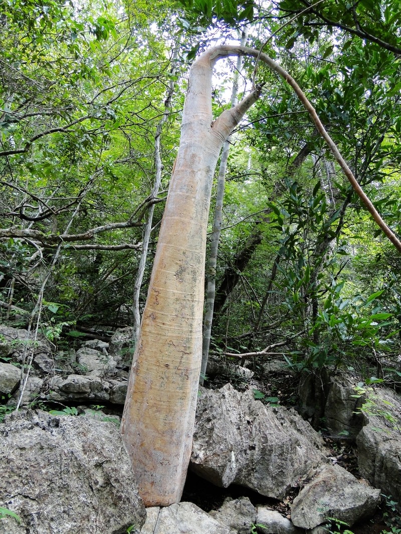 Cyphostemma villosum photo 3