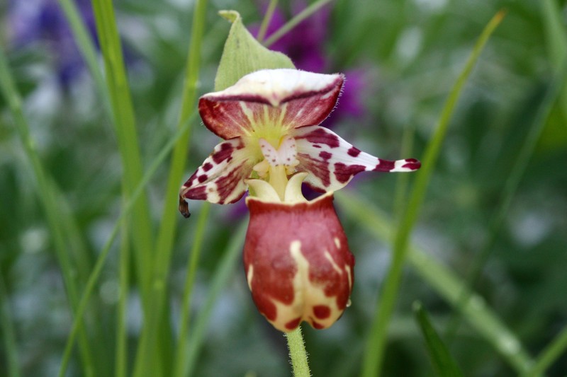 Cypripedium × alaskanum