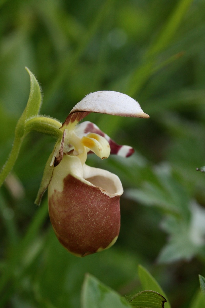 Cypripedium × alaskanum photo 2