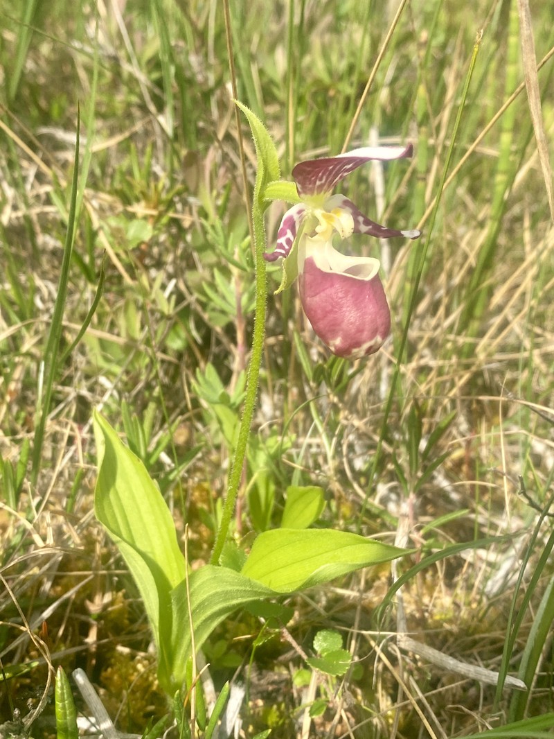Cypripedium × alaskanum photo 3
