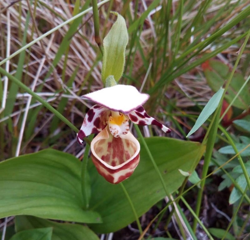 Cypripedium × alaskanum photo 4