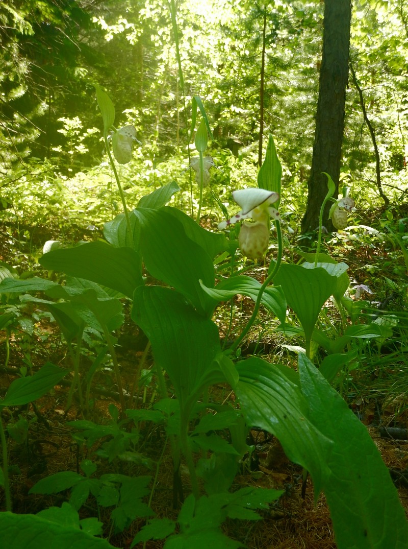 Cypripedium × alaskanum photo 5