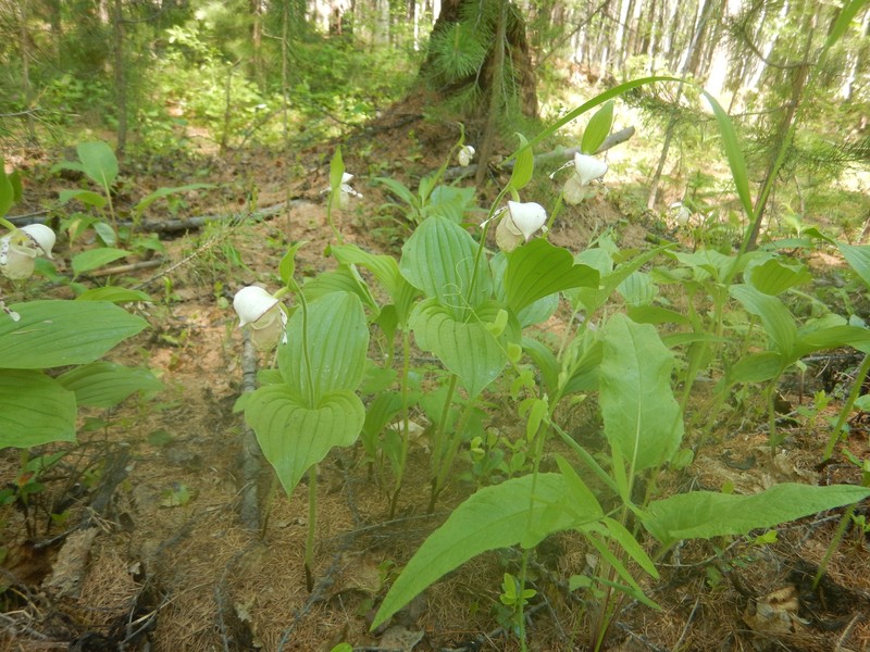 Cypripedium × alaskanum photo 6