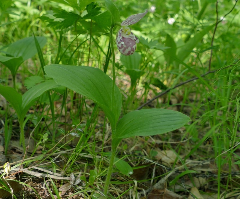 Cypripedium × alaskanum photo 7