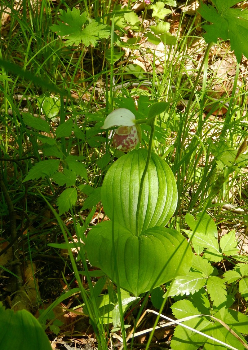 Cypripedium × alaskanum photo 8