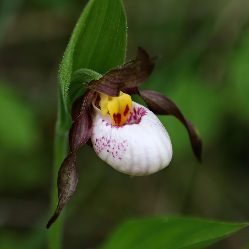 Cypripedium × andrewsii