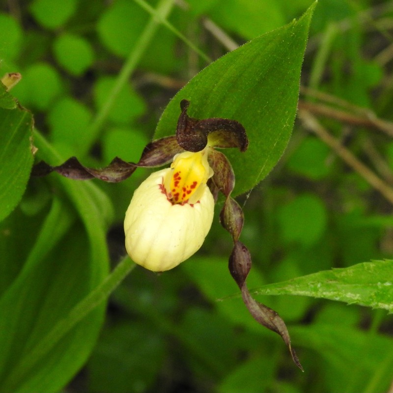 Cypripedium × andrewsii photo 2