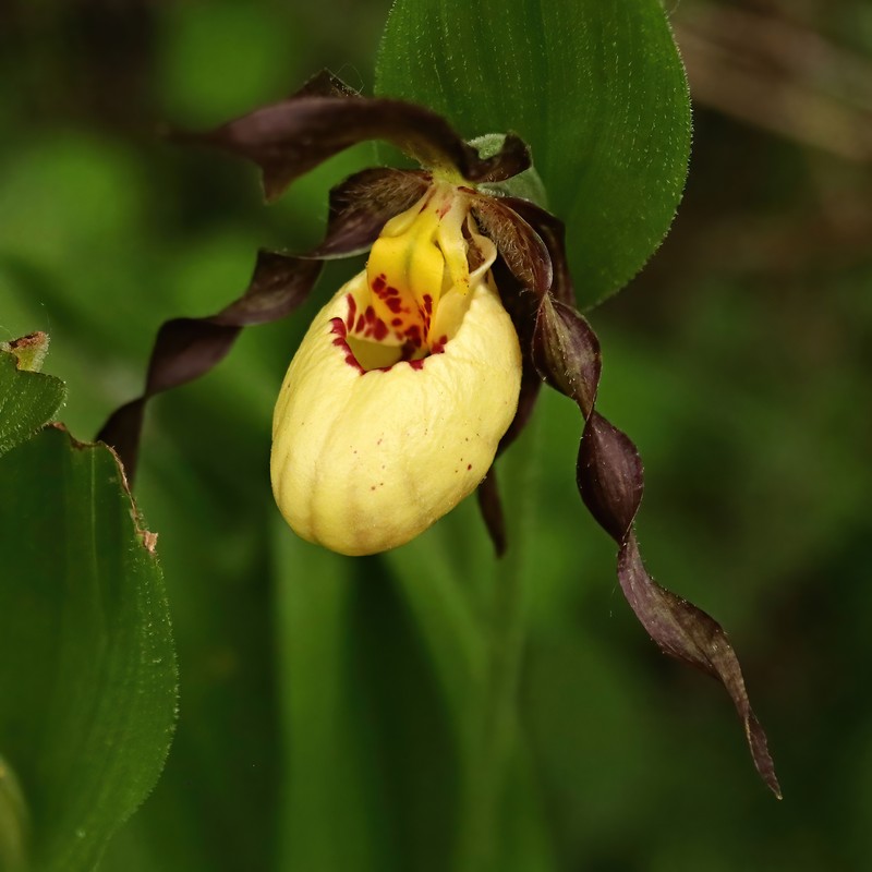 Cypripedium × andrewsii photo 3