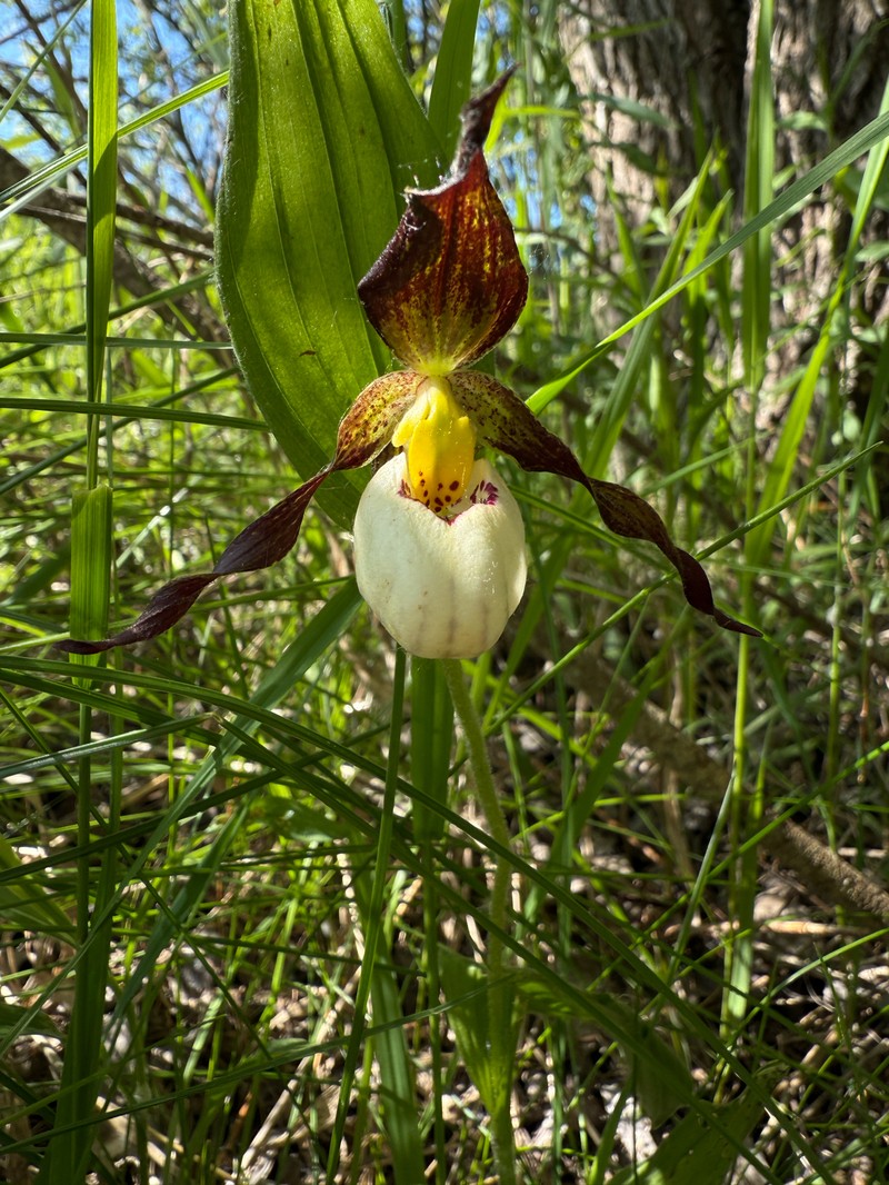 Cypripedium × andrewsii photo 4