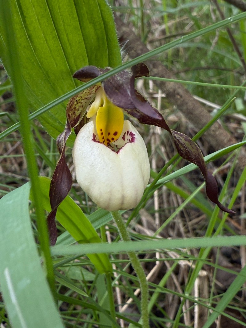 Cypripedium × andrewsii photo 5