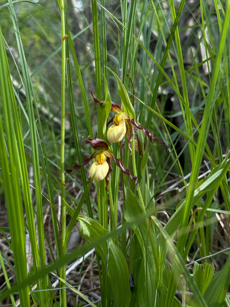 Cypripedium × andrewsii photo 6