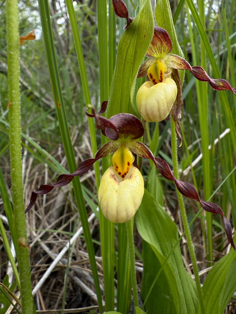 Cypripedium × andrewsii photo 7
