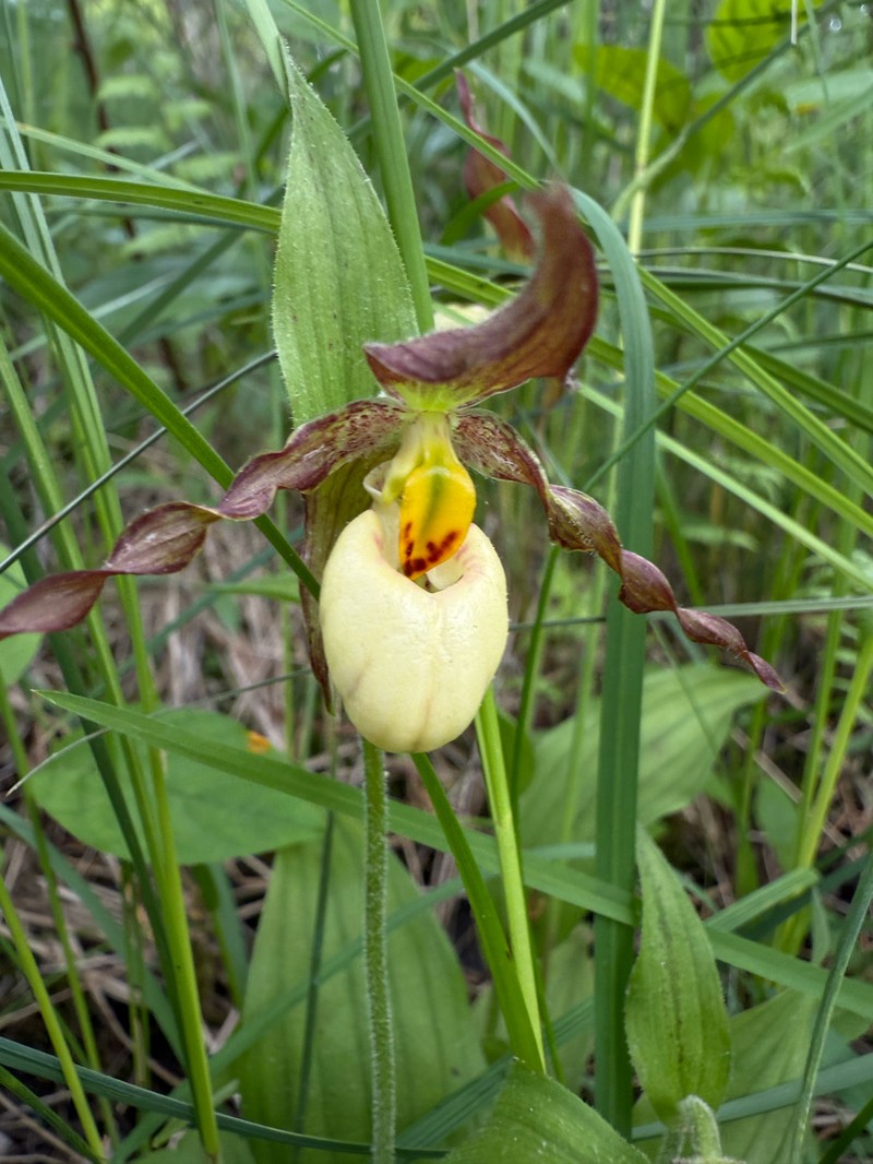 Cypripedium × andrewsii photo 8